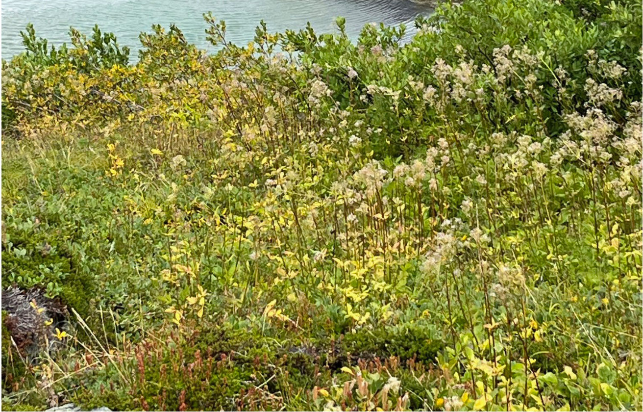 Photograph <built-in method index of str object at 0x7fdee1e73280>, from the NTSB investigation of Robinson Helicopter Company R44 II accident near Palmer, Alaska, August 18, 2024