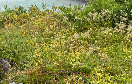 Photograph 2 – View of accident helicopter at accident site, from the NTSB investigation of Robinson Helicopter Company R44 II accident near Palmer, Alaska, August 18, 2024
