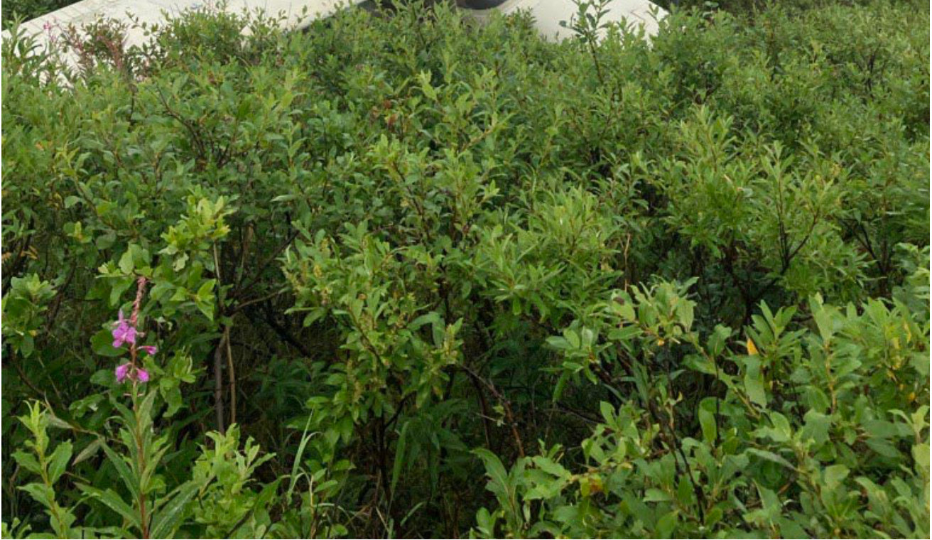 Photograph <built-in method index of str object at 0x7fdee1fdaa60>, from the NTSB investigation of Cessna 182B accident near King Salmon, Alaska, August 24, 2024