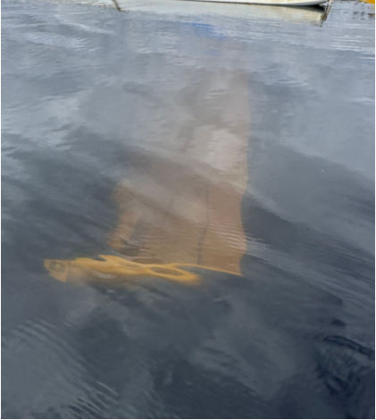 Photograph 3 – View of the wing underwater, from the NTSB investigation of Cessna A185F accident near Trapper Creek, Alaska, May 21, 2025