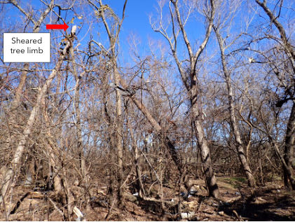 Photograph 4 – Sheared tree limb Sheared tree limb, from the NTSB investigation of Cessna 310R accident near Poolville, Texas, January 14, 2024