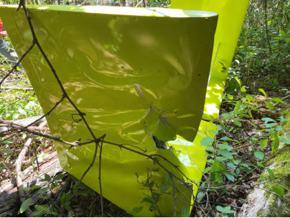 Photograph 2 – Tail surfaces showing rotor impact mark (NTSB Photo), from the NTSB investigation of Amateur-built DeBird accident near Napoleon, Michigan, August 4, 2024