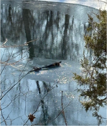 Photograph 3 – Right Landing Skid, from the NTSB investigation of Robinson Helicopter Company R44 II accident near Sullivan, Missouri, January 29, 2026