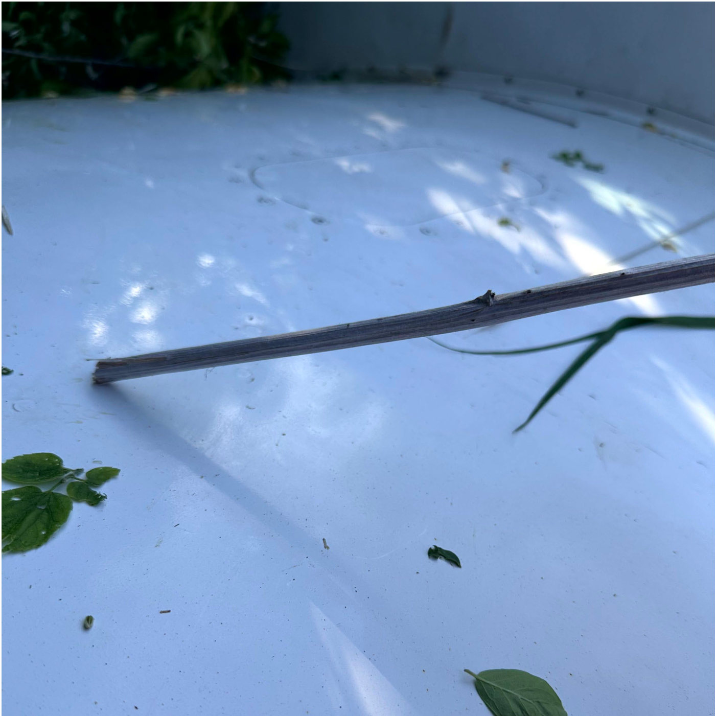 Photograph <built-in method index of str object at 0x7fdef894fe10>, from the NTSB investigation of Mooney M20J accident near Morris, Illinois, May 15, 2026