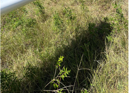 Photograph 2 – Right Wing Damage, from the NTSB investigation of Pipistrel TAURUS ELECTRO G2.5 accident near Hempstead, Texas, August 15, 2026
