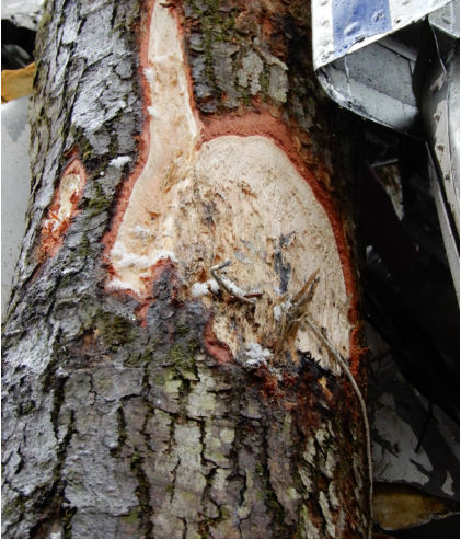 Photograph 8 – Angular Cuts in Trees (NTSB Photo), from the NTSB investigation of Amateur-built STOL CH701 accident near Marienville, Pennsylvania, December 30, 2023