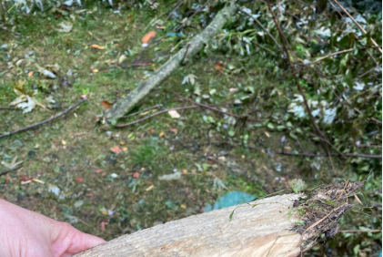 Photograph 7 – Sample of Angular-cut Tree Branch (NTSB Photo), from the NTSB investigation of Cessna 172N accident near Lock Haven, Pennsylvania, July 4, 2024