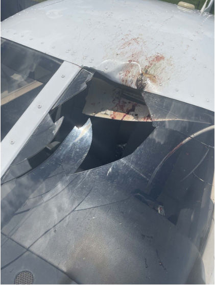 Photograph 2 – Postaccident view of bird impact, from the NTSB investigation of Piper PA-28-181 accident near Clearwater, Florida, July 6, 2024