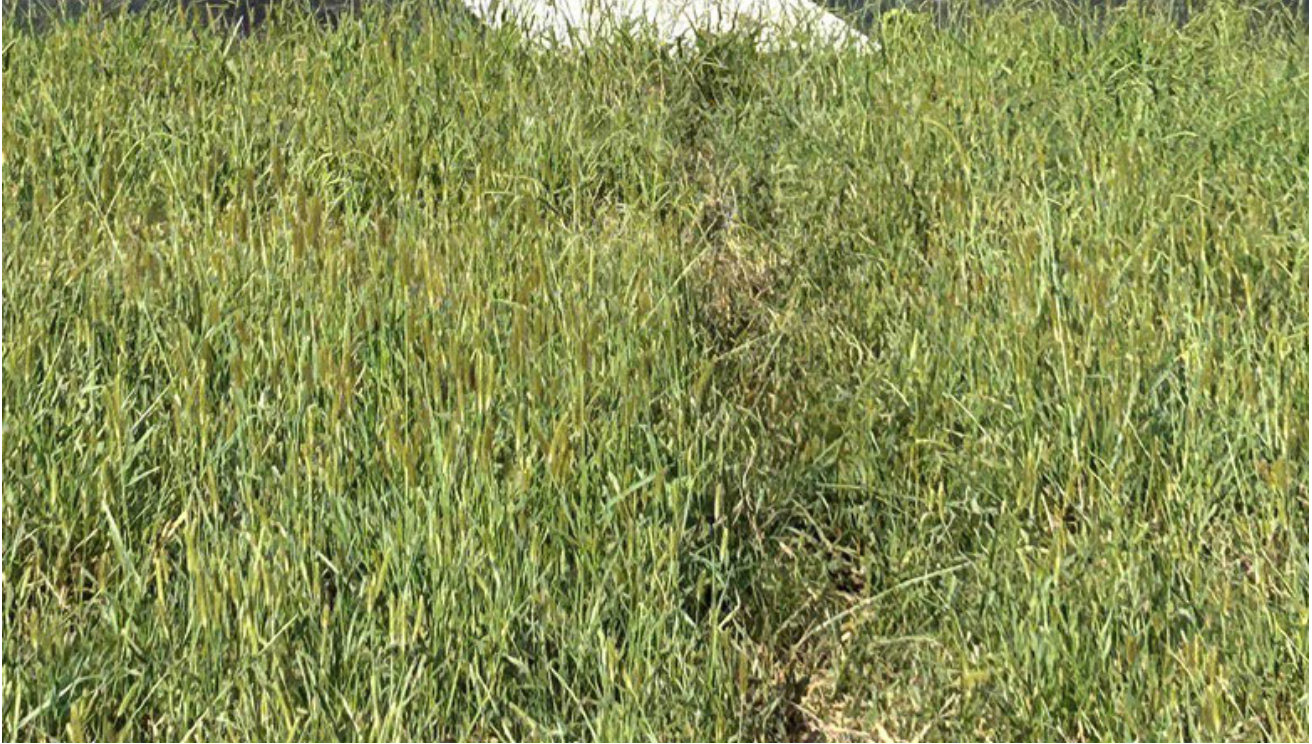 Photograph <built-in method index of str object at 0x7fdee1e3b8c0>, from the NTSB investigation of Piper PA28 accident near Lagrange, Georgia, September 23, 2024