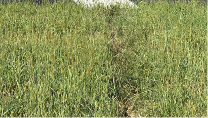 Photograph 4 – Runway Skid Marks, from the NTSB investigation of Piper PA28 accident near Lagrange, Georgia, September 23, 2024