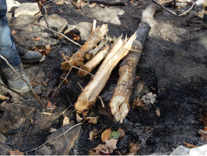 Photograph 8 – Tree Branches (NTSB Photo), from the NTSB investigation of Cessna 150F accident near Wilder, Tennessee, October 31, 2024