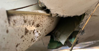 Photograph 2 – View of right main landing gear damage., from the NTSB investigation of Amateur-built TL-2000 accident near Dunavant, Virginia, June 20, 2025