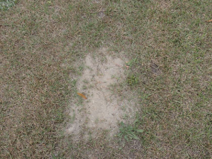 Photograph 6 – Fire ant nest on runway, from the NTSB investigation of Cirrus Design CORP SR22T accident near Mount Pleasant, South Carolina, March 31, 2026