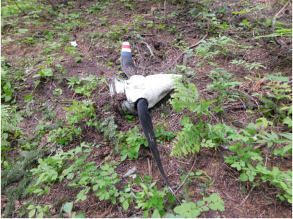 ON SCENE INVESTIGATION PHOTOGRAPHS Photograph 4 – Propeller assembly., from the NTSB investigation of Cessna 177B accident near Elk River, Idaho, June 12, 2024