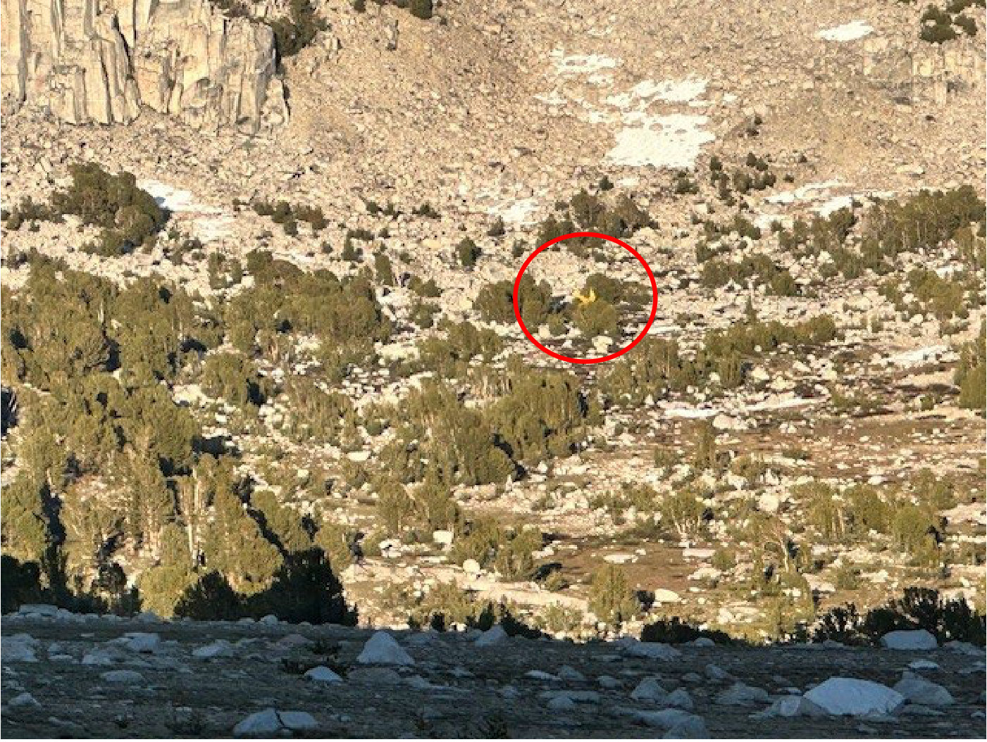 Photograph <built-in method index of str object at 0x7fdef902a6f0>, from the NTSB investigation of Piper J3C-65 accident near Scheelite, California, June 19, 2024