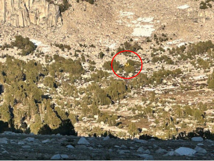 Photograph 1 – View of accident airplane from above, from the NTSB investigation of Piper J3C-65 accident near Scheelite, California, June 19, 2024