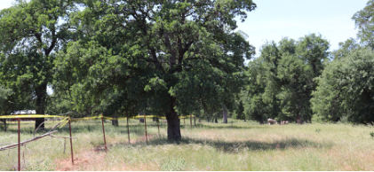 Photograph 5 – View of tree with damaged limbs along extended runway center line., from the NTSB investigation of Champion 7ECA accident near Cottonwood, California, April 29, 2025
