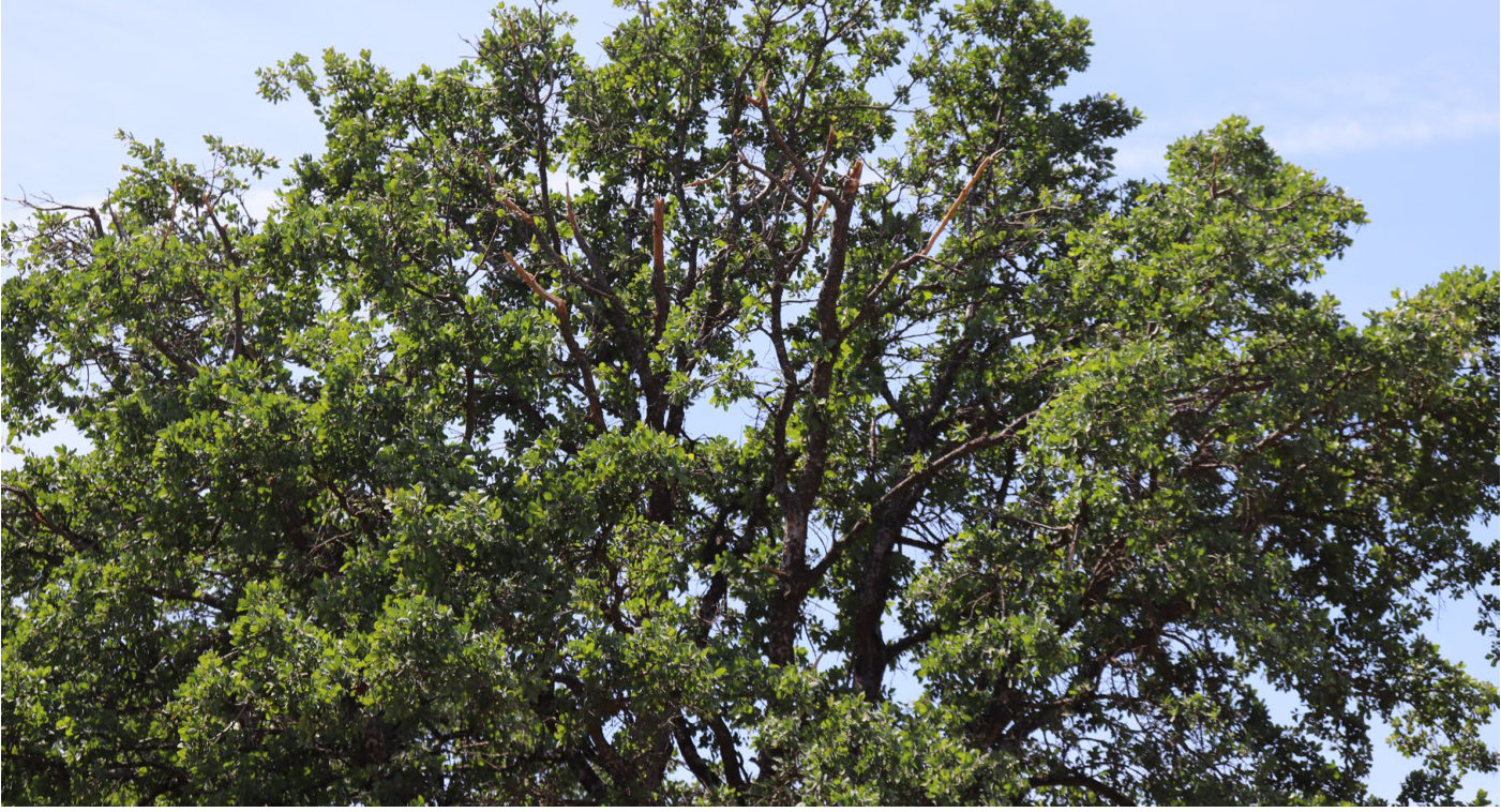 Photograph <built-in method index of str object at 0x7fdee1e38a80>, from the NTSB investigation of Champion 7ECA accident near Cottonwood, California, April 29, 2025